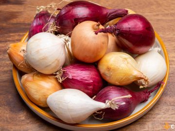 Soiuri de ceapa pentru mancare. Cum sa le folosesti in mod corect cand gatesti