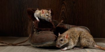 5 semne ca exista soareci in casa ta. Cum sa identifici prezenta rozatoarelor