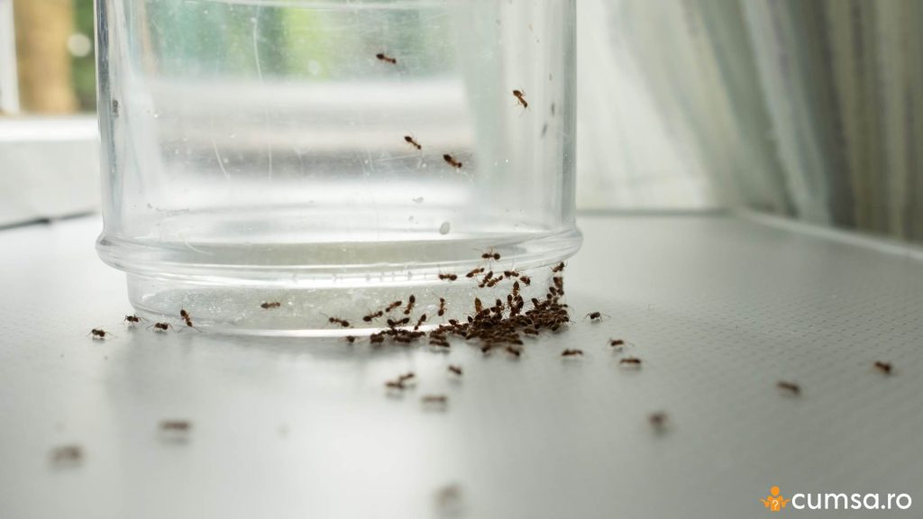 6 solutii pentru a scapa de furnicile din casa