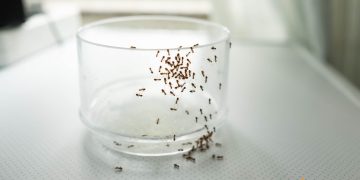6 solutii pentru a scapa de furnicile din casa si cum sa le prepari