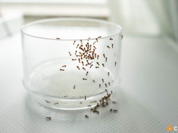 6 solutii pentru a scapa de furnicile din casa si cum sa le prepari