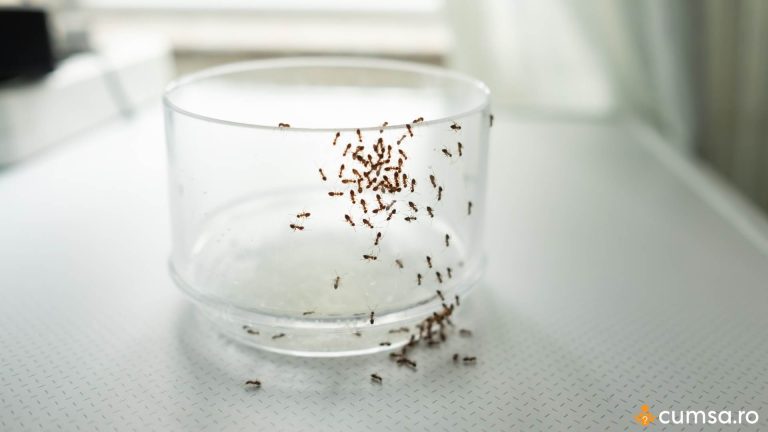 6 solutii pentru a scapa de furnicile din casa si cum sa le prepari