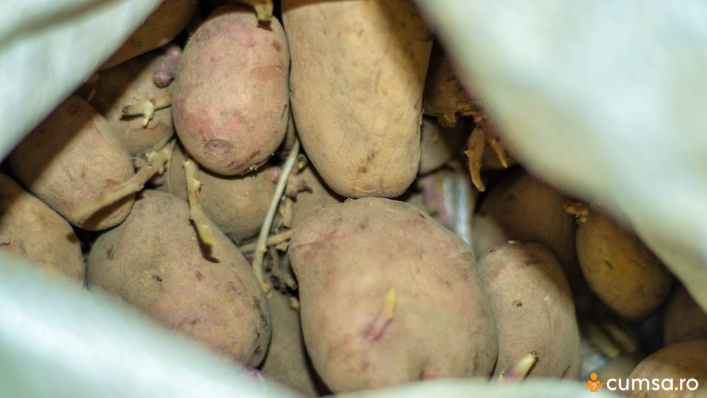 Cum sa previi incoltirea cartofilor la depozitare