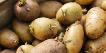Cum sa previi incoltirea cartofilor la depozitare si de ce se intampla asta