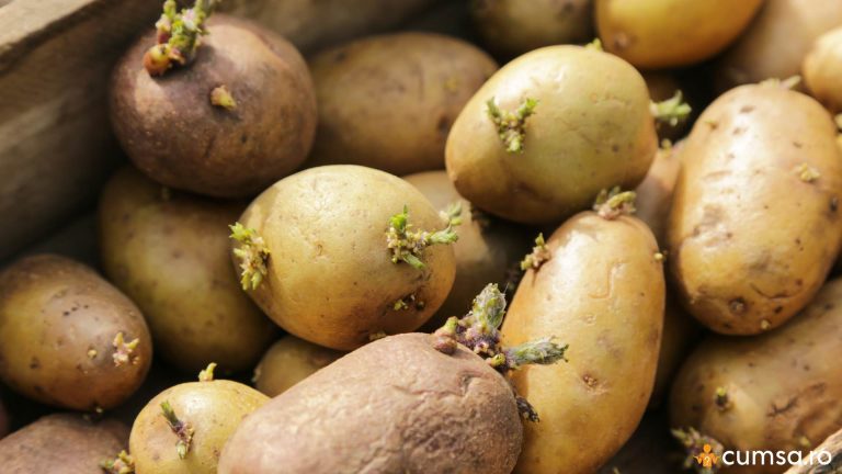 Cum sa previi incoltirea cartofilor la depozitare si de ce se intampla asta