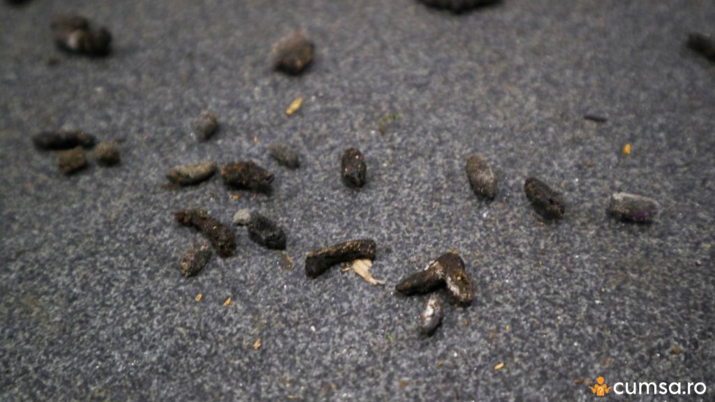 Excremente de soareci