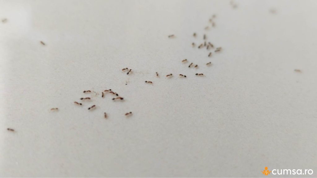 Furnici in casa