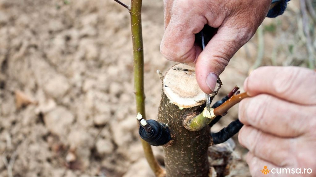 Altoirea pomilor fructiferi