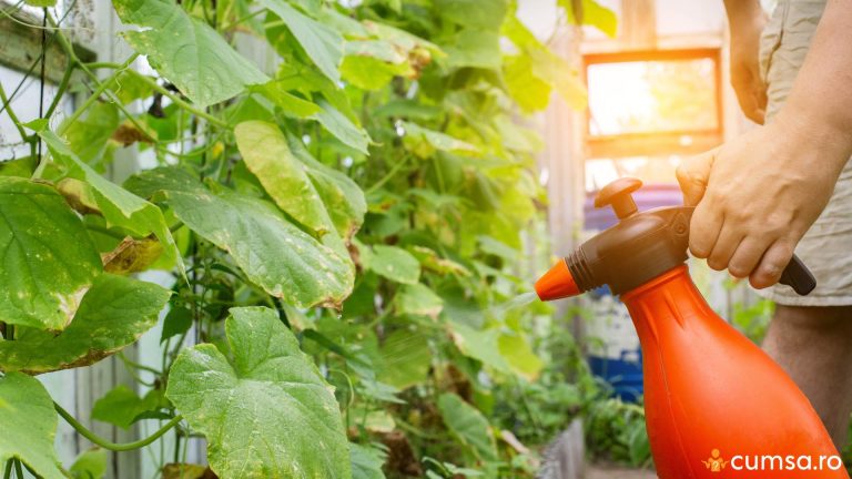 Cand folosim Mospilan si ce daunatori combate. Cum sa aplici tratamentul