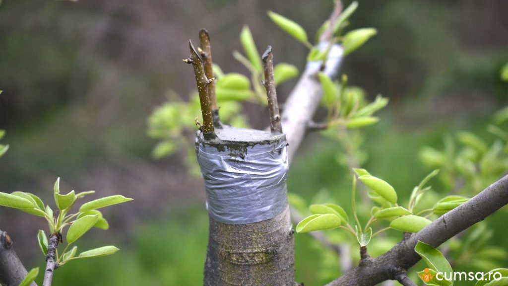 Cand se altoiesc pomii fructiferi