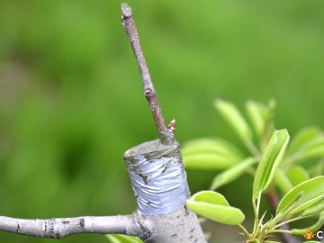 Cand se altoiesc pomii fructiferi si cum sa procedezi