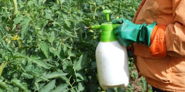 Cand se aplica ingrasamant foliar Cropmax la rosii si cum sa faci tratamentul
