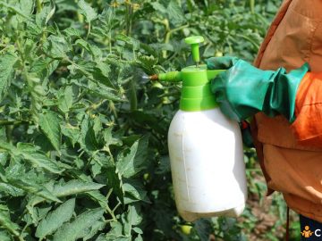Cand se aplica ingrasamant foliar Cropmax la rosii si cum sa faci tratamentul