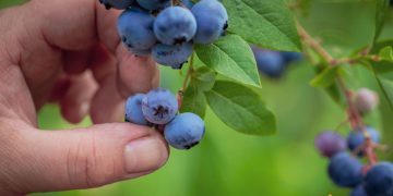 Cand se culeg coacazele si ce beneficii au aceste fructe