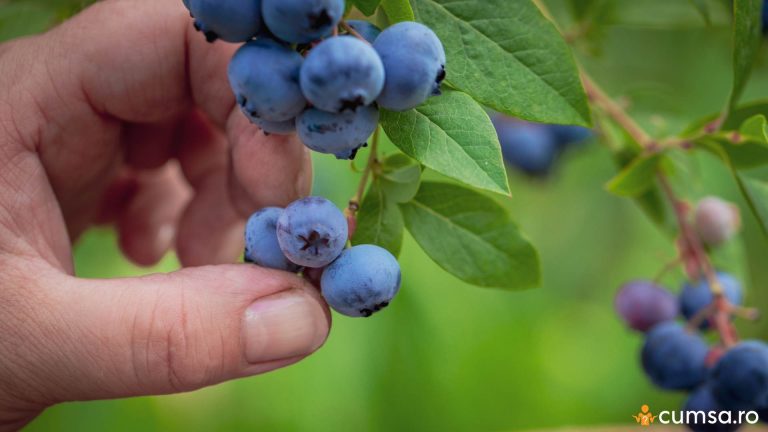 Cand se culeg coacazele si ce beneficii au aceste fructe