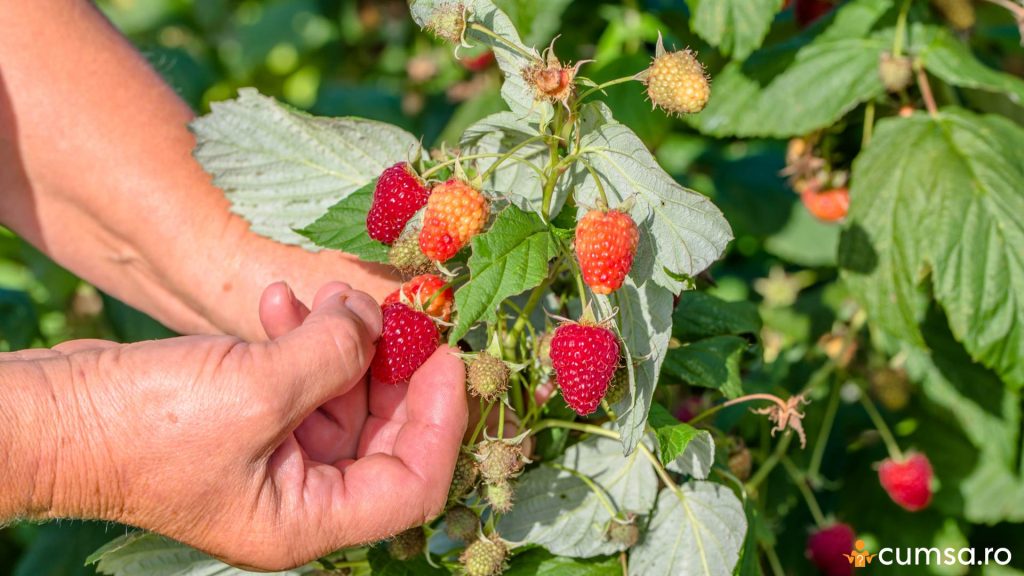 Cand se culege zmeura