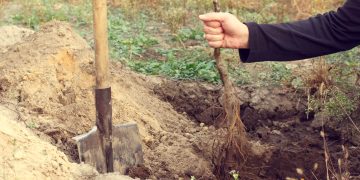 Cand se face plantarea pomilor fructiferi toamna