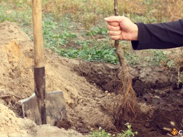 Cand se face plantarea pomilor fructiferi toamna