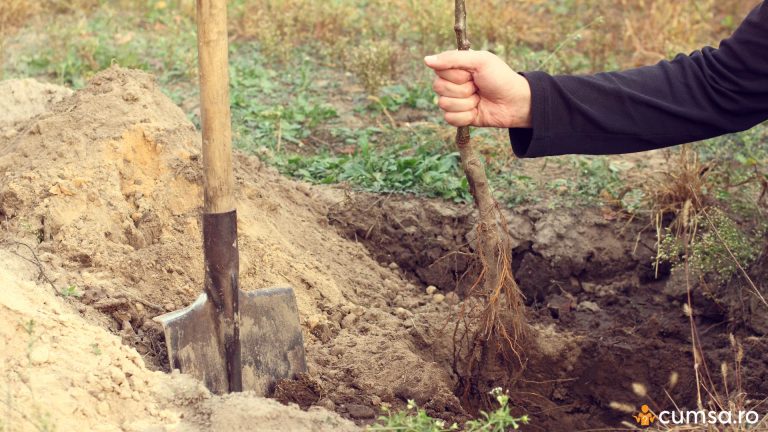 Cand se face plantarea pomilor fructiferi toamna