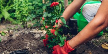 Cum sa muti trandafirii in mod corect fara sa afectezi plantele