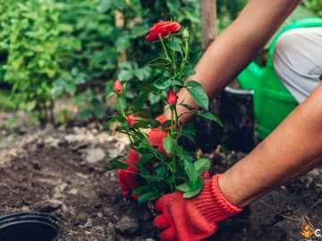 Cum sa muti trandafirii in mod corect fara sa afectezi plantele