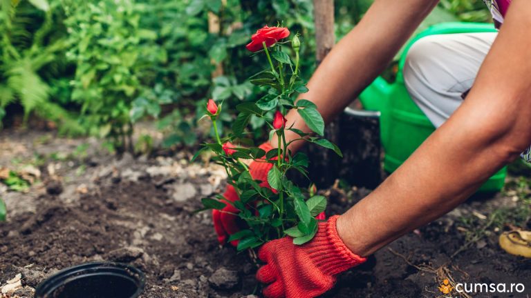 Cum sa muti trandafirii in mod corect fara sa afectezi plantele