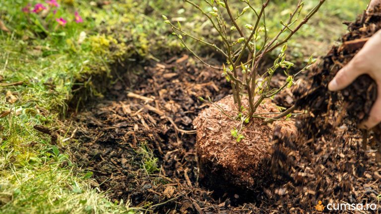 Cum sa plantezi afinul si care este cea mai buna perioada