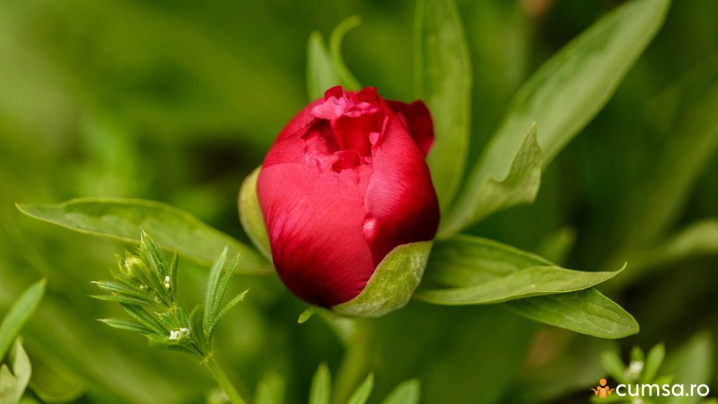 Cand se planteaza bujorii