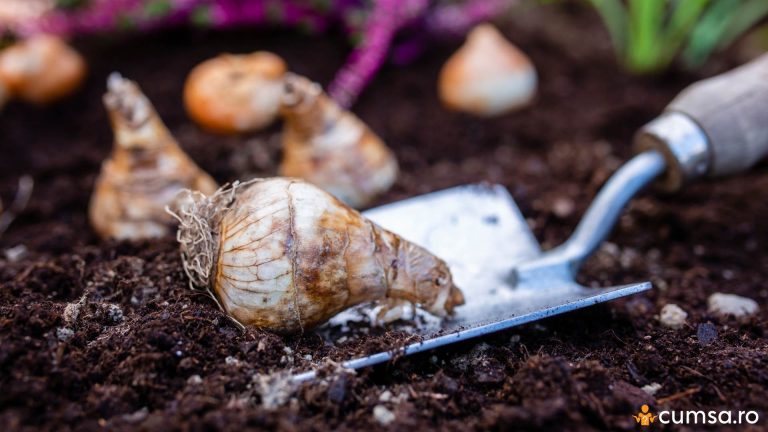 Cand se planteaza bulbii de narcise toamna si cum sa faci asta