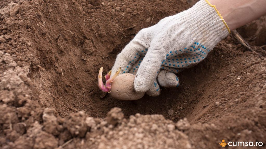 Cand se planteaza cartofii primavara