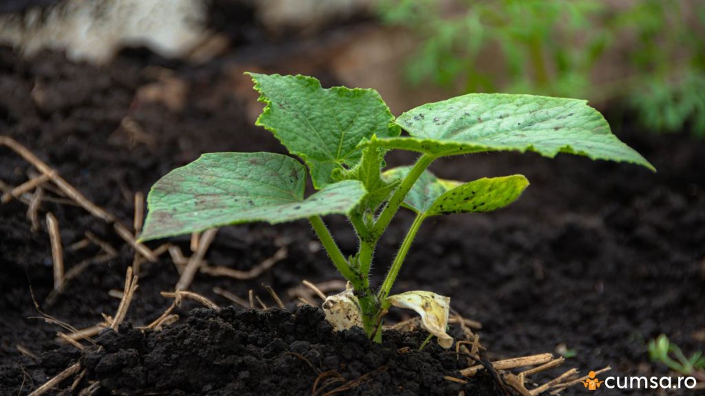 Cand se planteaza castravetii