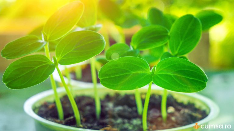 Cand se planteaza castravetii. Care este perioada optima si cum sa procedezi