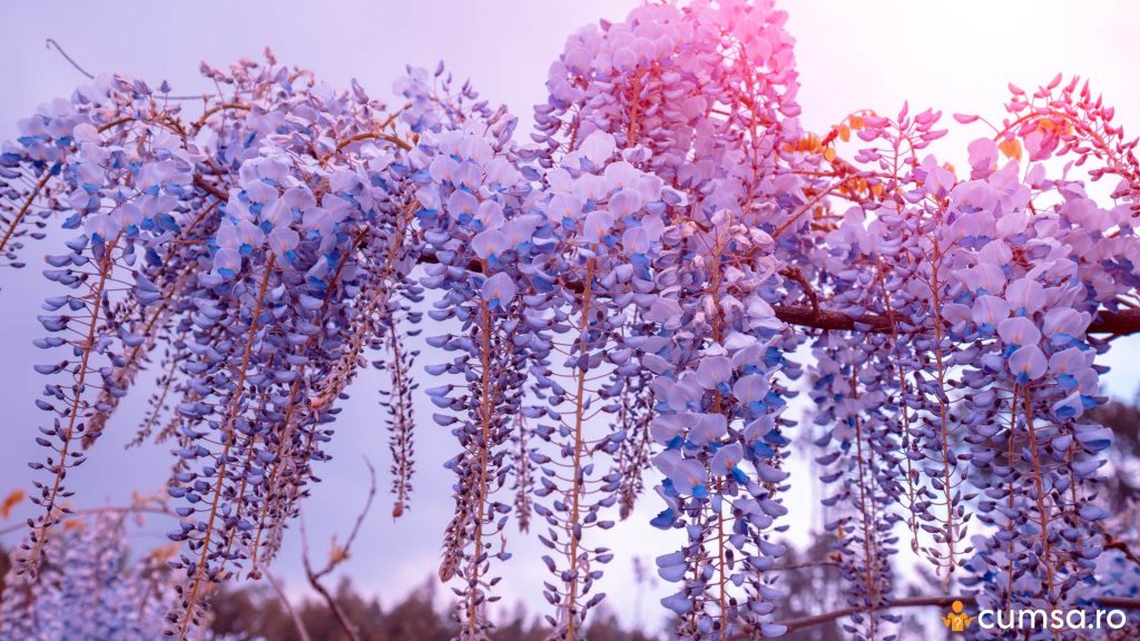 Cand se planteaza Glicina