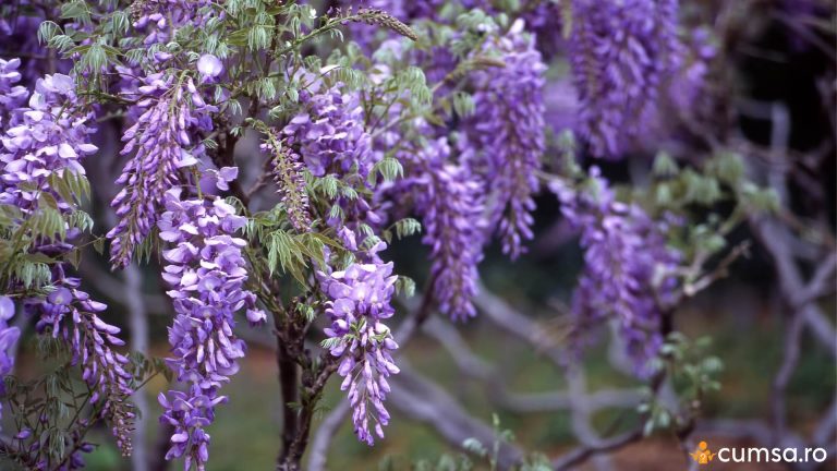 Cand se planteaza Glicina (Wisteria) si cum sa procedezi