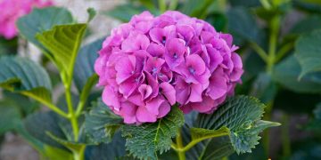 Cand se planteaza hortensia si cum sa faci asta corect
