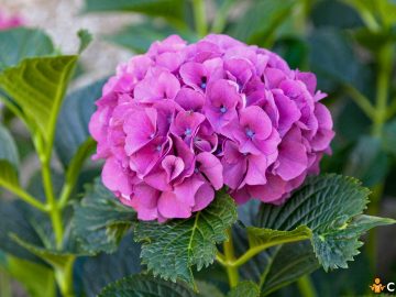 Cand se planteaza hortensia si cum sa faci asta corect