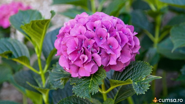 Cand se planteaza hortensia si cum sa faci asta corect