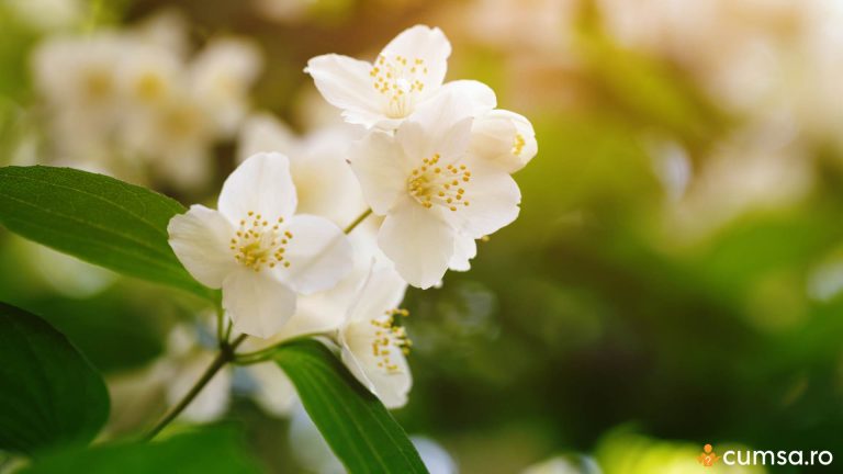 Cand se planteza iasomia si cum sa o ingrijesti