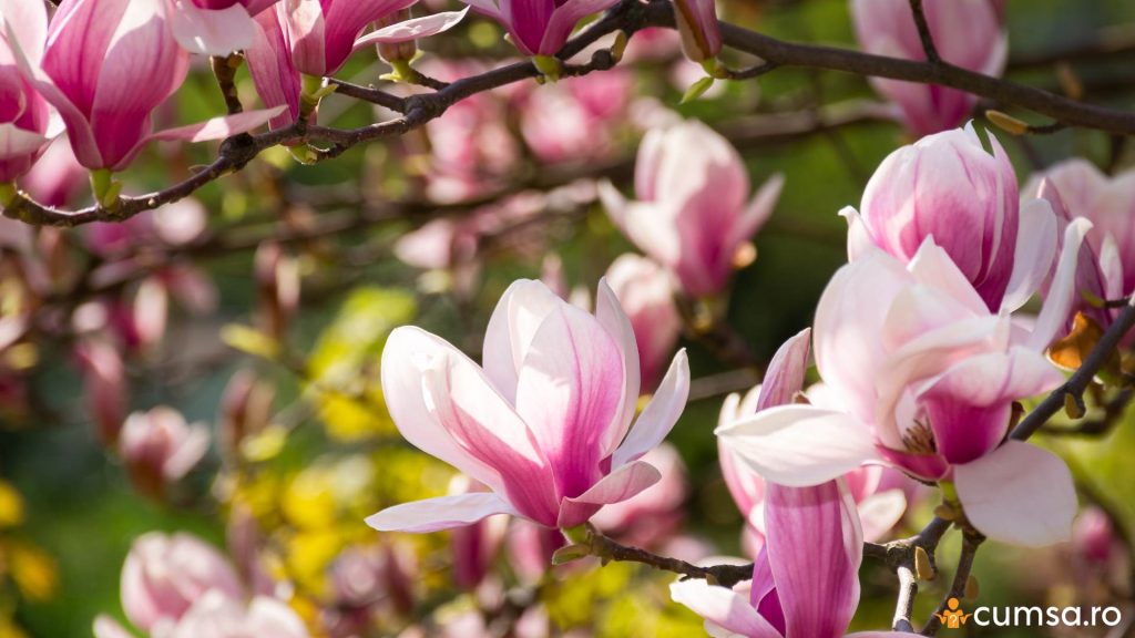 Cand se planteaza magnolia