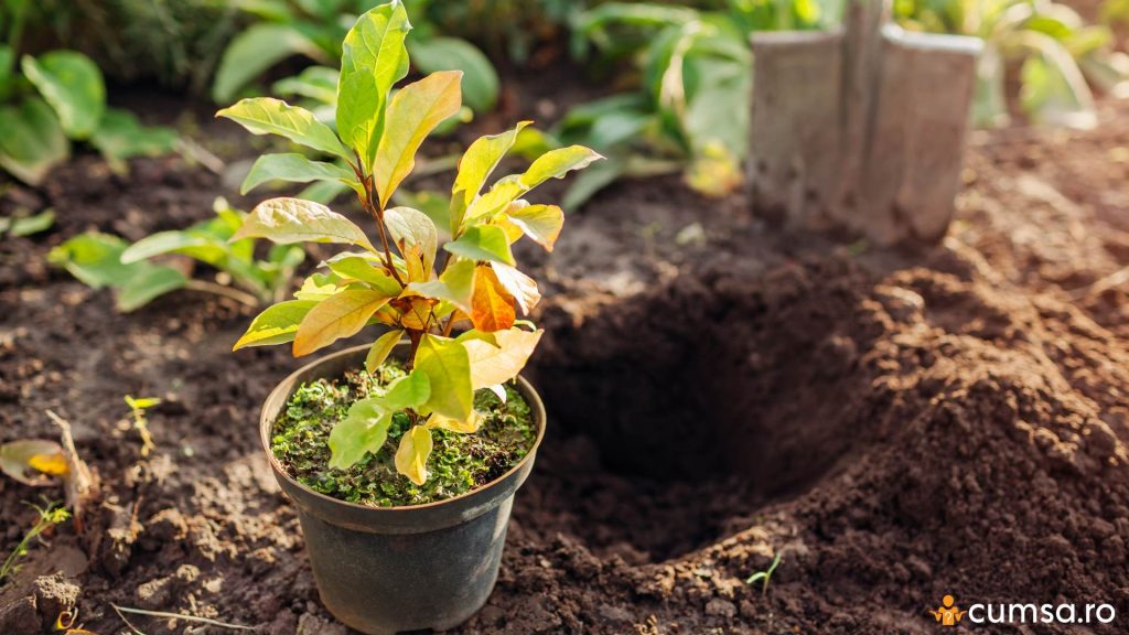 Cand se planteaza magnolia din ghiveci