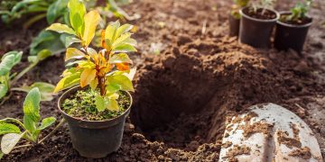 Cand se planteaza magnolia din ghiveci. Cum sa procedezi si ce pasi sa urmezi