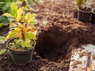 Cand se planteaza magnolia din ghiveci. Cum sa procedezi si ce pasi sa urmezi