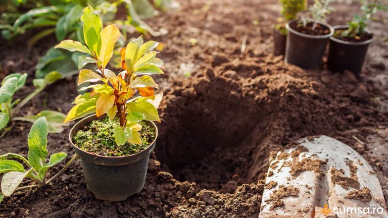 Cand se planteaza magnolia din ghiveci. Cum sa procedezi si ce pasi sa urmezi