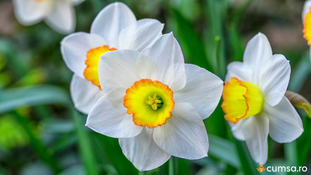 Cand se planteaza narcisele