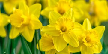 Cand se planteaza narcisele sau bulbii de narcise. Cum sa procedezi