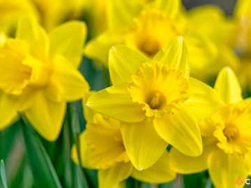 Cand se planteaza narcisele sau bulbii de narcise. Cum sa procedezi
