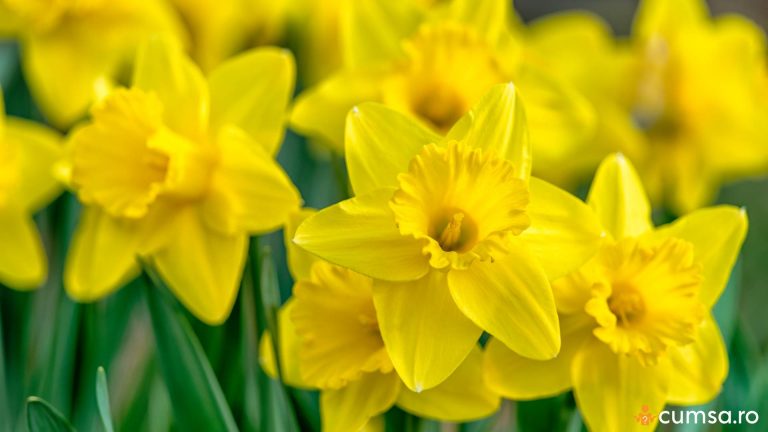 Cand se planteaza narcisele sau bulbii de narcise. Cum sa procedezi