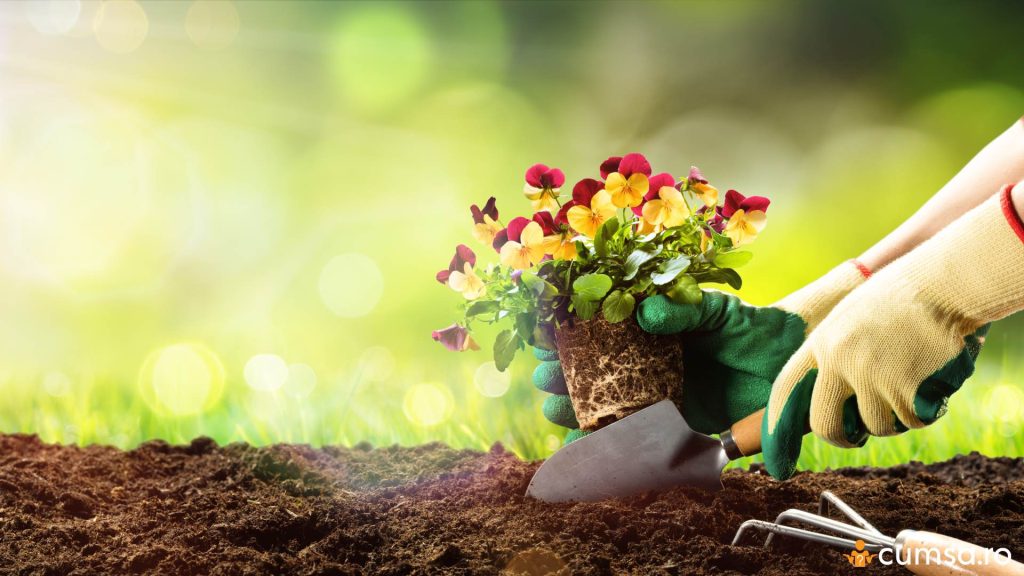 Cand se planteaza panselutele