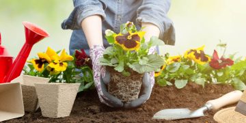 Cand se planteaza panselutele si cum sa faci asta