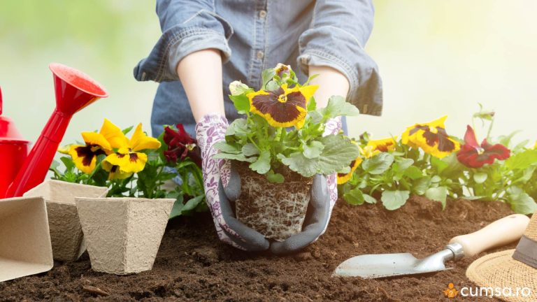 Cand se planteaza panselutele si cum sa faci asta